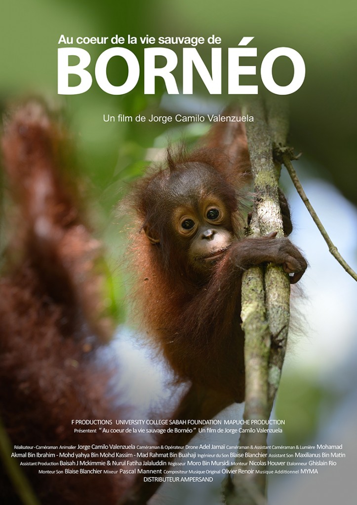 Affiche FILM Borneo FR